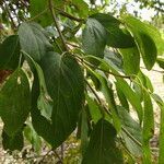 Mitragyna inermis leaf picture by Maarten Vanhove (cc-by-sa)