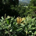 Hedychium gardnerianum habit picture by Szabolcs Frater (cc-by-sa)