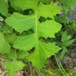 Lactuca floridana leaf picture by S Davis (cc-by-sa)