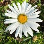 Leucanthemum maximum flower picture by Jacques Zuber (cc-by-sa)