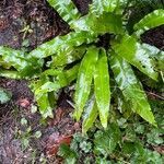 Asplenium scolopendrium habit picture by David Hocken (cc-by-sa)