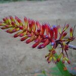 Aechmea organensis flower picture by Renato Lima (cc-by-nc-sa)