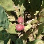 Opuntia ficus-indica fruit picture by Hermann Haltet (cc-by-sa)