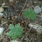 Geranium macrorrhizum habit picture by Océane Cancela (cc-by-sa)