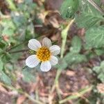 Bidens alba flower picture by Hansjoerg Hageld (cc-by-sa)