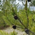 Pinus contorta flower picture by Adam Van Straten (cc-by-sa)