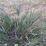 Chamaerops humilis habit picture by Giorgio Fornara (cc-by-sa)