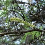 Prosopis nigra flower picture by Muzzachiodi Norberto (cc-by-sa)