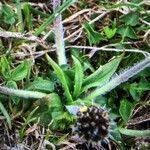 Plantago atrata leaf picture by Rohweder Karsten (cc-by-sa)