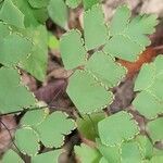 Adiantum fragile fruit picture by Trap Hers (cc-by-sa)