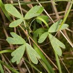 Aquilegia einseleana leaf picture by Martin Bishop (cc-by-sa)