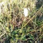 Bellis perennis habit picture by bas yves (cc-by-sa)