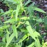 Epilobium ciliatum habit picture by Lisa J (cc-by-sa)