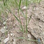 Elymus caninus habit picture by Tom Schöning (cc-by-sa)