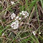 Asperula cynanchica flower picture by charlotte lambert (cc-by-sa)