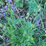 Polygala alpestris habit picture by Bernadette Gaspardel (cc-by-sa)