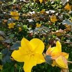 Fremontodendron californicum flower picture by Diana Rajchel (cc-by-sa)