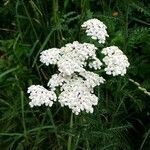 Achillea millefolium flower picture by kristina jaques (cc-by-sa)