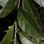 Amanoa guianensis leaf picture by Nelson Zamora Villalobos (cc-by-nc)