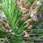 Schizaea dichotoma leaf picture by Zoé Thivet (cc-by-sa)