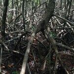 Rhizophora mangle habit picture by Pierre Bonnet (cc-by-sa)