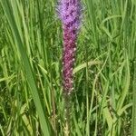 Liatris pycnostachya flower picture by Len Stafford (cc-by-sa)