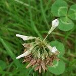 Trifolium repens fruit picture by BJ BJ (cc-by-sa)