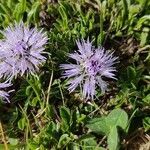 Globularia cordifolia flower picture by Christelle Sapin (cc-by-sa)