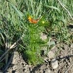 Adonis aestivalis habit picture by Roman Cyrul (cc-by-sa)