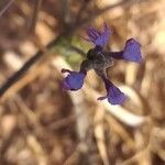 Lavandula maroccana flower picture by Maarten Vanhove (cc-by-sa)