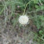 Cephalaria leucantha flower picture by Ozar Berri (cc-by-sa)