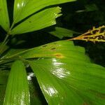 Reinhardtia simplex leaf picture by Nelson Zamora Villalobos (cc-by-nc)