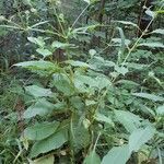 Dipsacus pilosus habit picture by zio_dave (cc-by-sa)