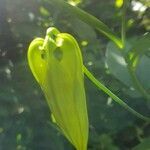 Gloriosa superba fruit picture by susan brown (cc-by-sa)