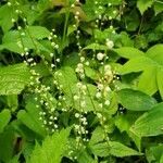 Mitella diphylla flower picture by Margaret Rogers (cc-by-sa)