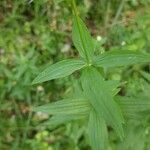 Galium rubioides leaf picture by Alexander Baransky (cc-by-sa)