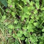 Geranium rotundifolium habit picture by maryvonne stallaerts (cc-by-sa)