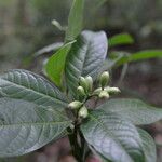 Coussarea caroliana leaf picture by Nelson Zamora Villalobos (cc-by-nc)