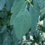 Robinia viscosa leaf picture by RIVER STONE (cc-by-sa)