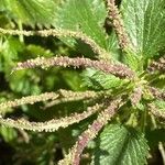 Urtica membranacea flower picture by Francois Mansour (cc-by-sa)