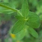 Hypericum nummularium leaf picture by pas durdu (cc-by-sa)