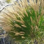 Achnatherum calamagrostis fruit picture by ana radin (cc-by-sa)