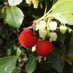 Arbutus unedo fruit picture by T Nacho (cc-by-sa)