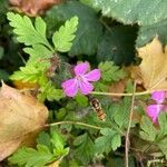 Geranium purpureum flower picture by Gisèle Montoussé (cc-by-sa)