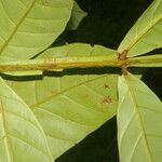 Guarea pterorhachis leaf picture by Nelson Zamora Villalobos (cc-by-nc)