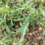 Grindelia squarrosa leaf picture by Amber LeBlanc (cc-by-sa)