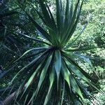 Dracaena concinna habit picture by Daniel Barthelemy (cc-by-nc)