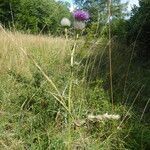 Cirsium eriophorum habit picture by Michael Andresek (cc-by-sa)