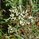 Achillea ligustica flower picture by antoine Toussaint (cc-by-sa)