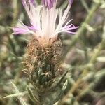 Centaurea hyssopifolia flower picture by Diego Alex (cc-by-sa)